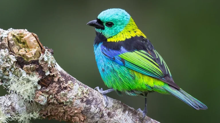 Estudo revela padrões na evolução dos passeriformes
