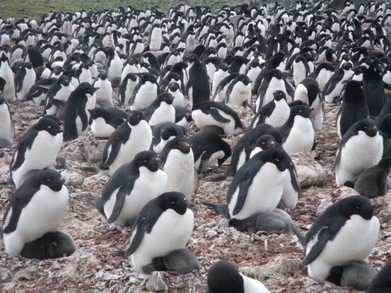 Estudo revela impacto das mudanças climáticas em pinguins