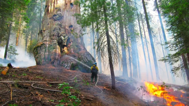 Estudo aponta que fogo controlado protege sequoias gigantes