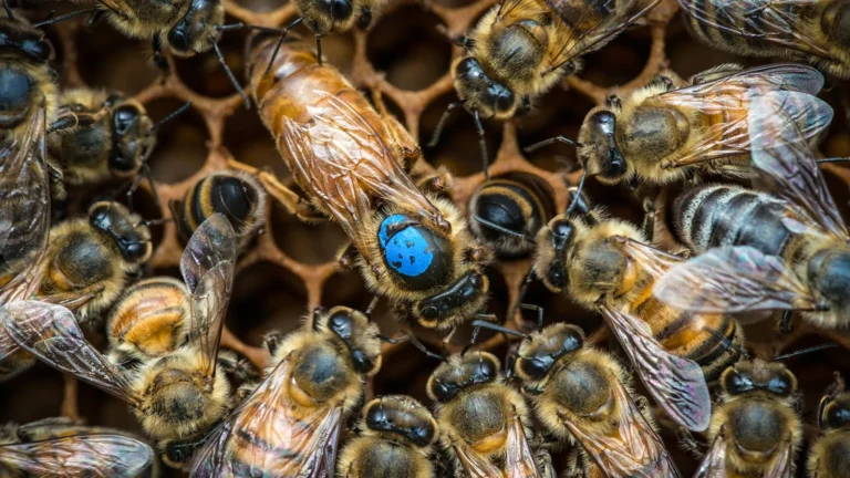 Cientistas identificam circuito neural que define funções das abelhas