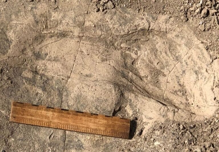 Pegadas de 1,4 milhão de anos revelam parente humano gigante