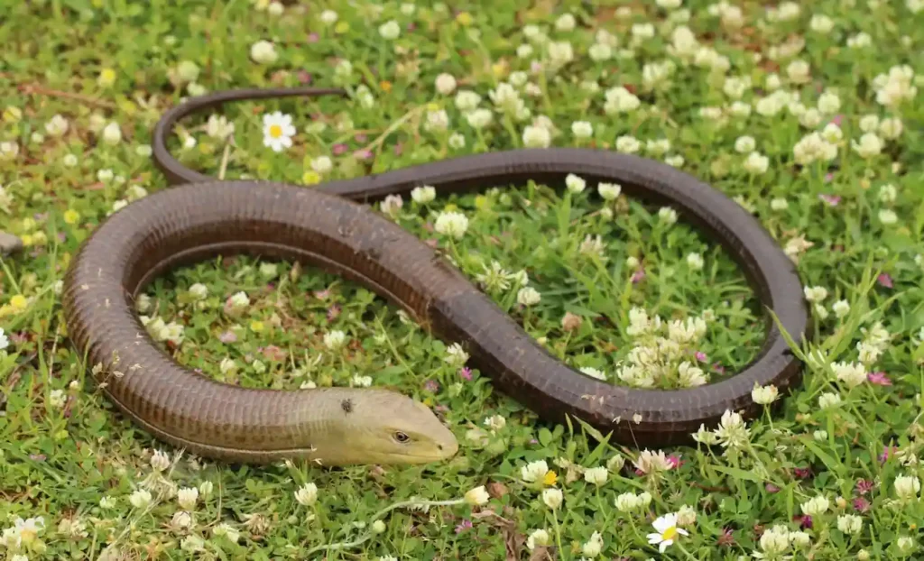 natufians eat lizards and serpents