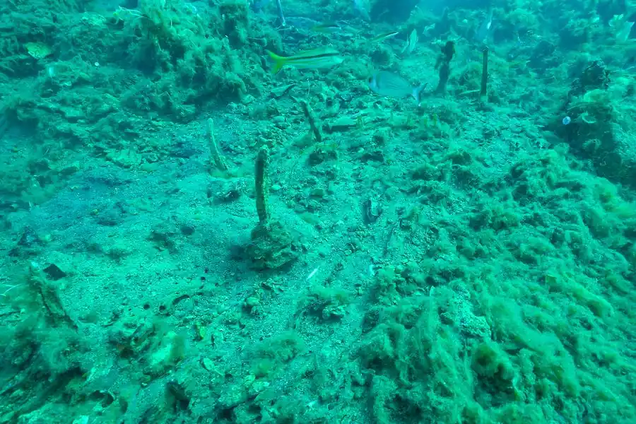 dolium roman shipwreck Elba island