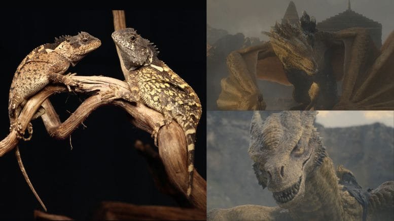 Acanthosaura Syrax Lizard Next to Syrax Dragon