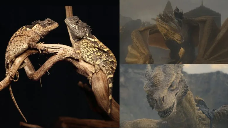 Acanthosaura Syrax Lizard Next to Syrax Dragon