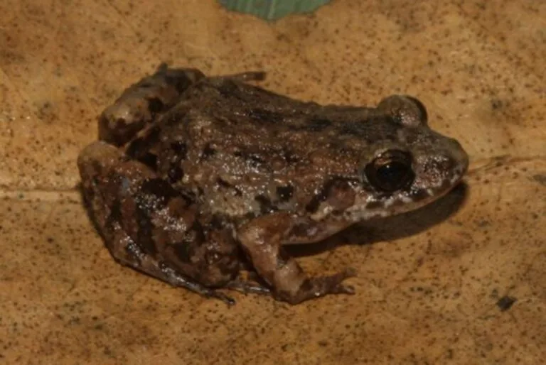 Cientistas identificam nova espécie de rã na Amazônia