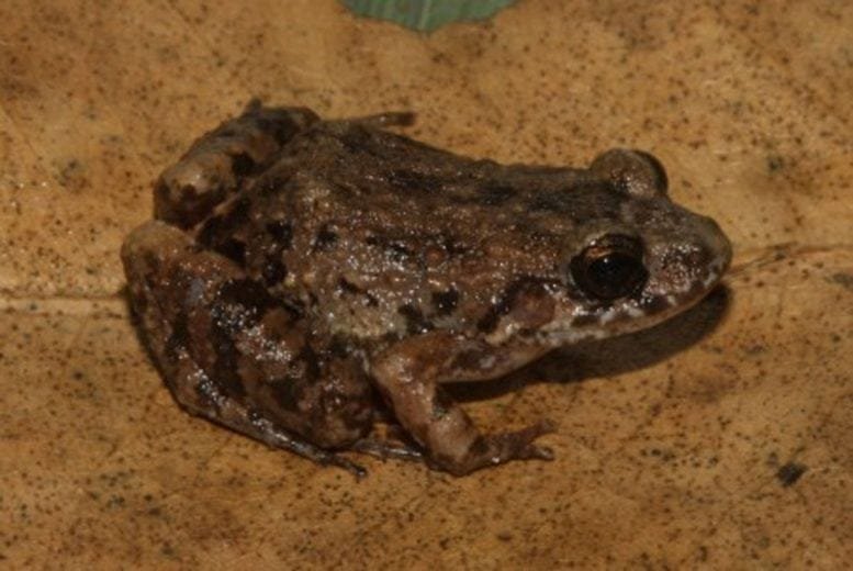 Adenomera Varcena