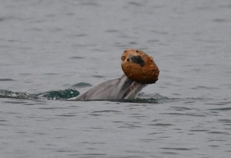 Delfins usam conchas como ferramentas de caça na Austrália