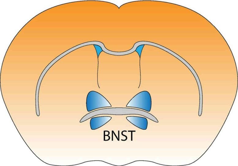 BNST Location in the Brain
