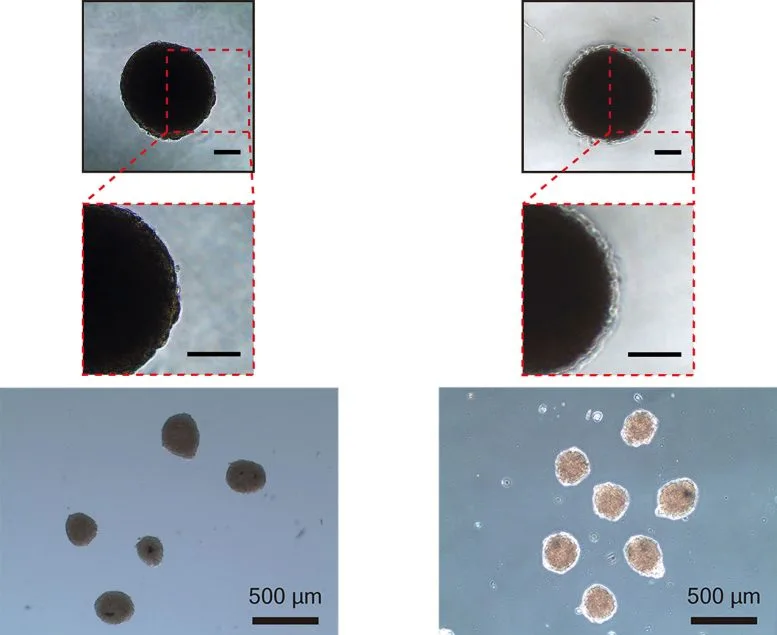 BZP Comparison to Non Coated Spheroids