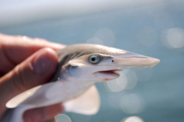 Estudo revela transformação na cabeça de tubarões Bonnethead