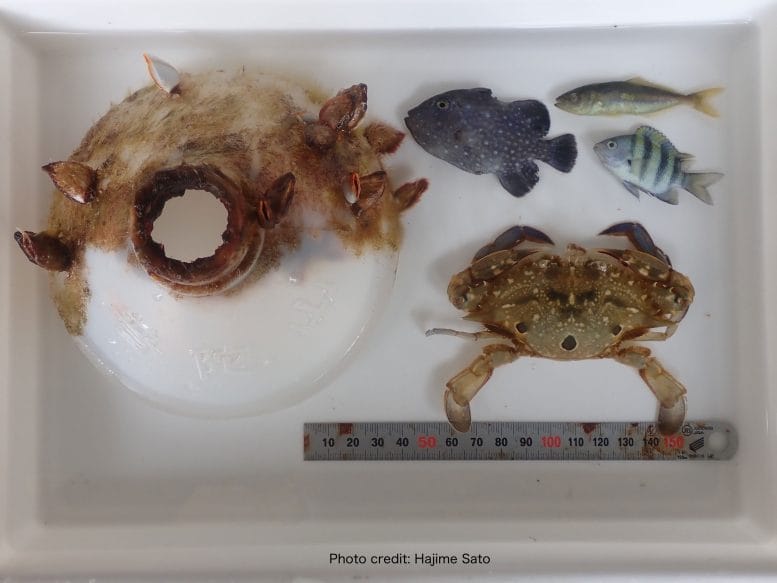 Bottle Debris, Juvenile Fish, and Crab