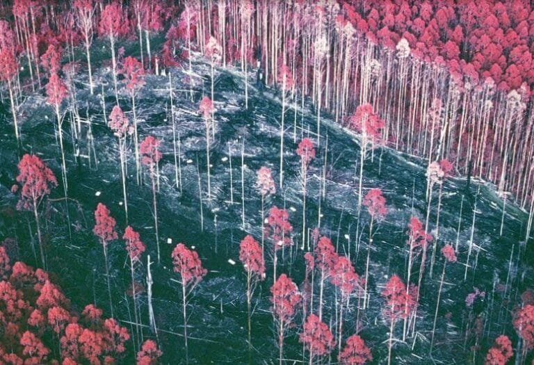 Estudo revela novos dados sobre manejo florestal na Austrália