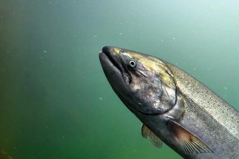 Estudo aponta janela crítica para sobrevivência do salmão na Califórnia