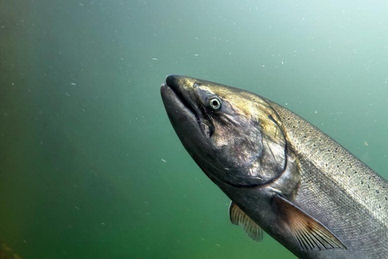 Chinook King Salmon Close