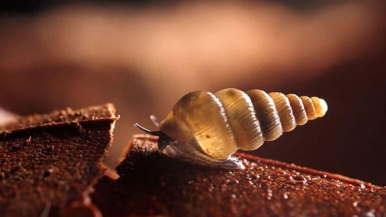 Cientistas descobrem novas espécies de caracóis em Montenegro