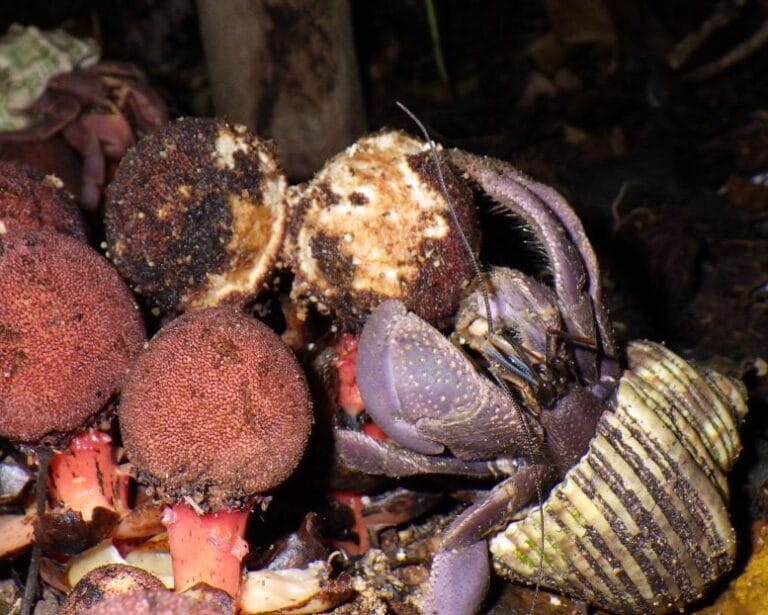 Caranguejos eremitas ajudam planta a dispersar sementes no Japão