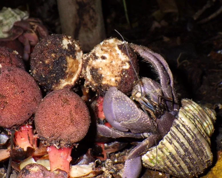 Coenobita brevimanus