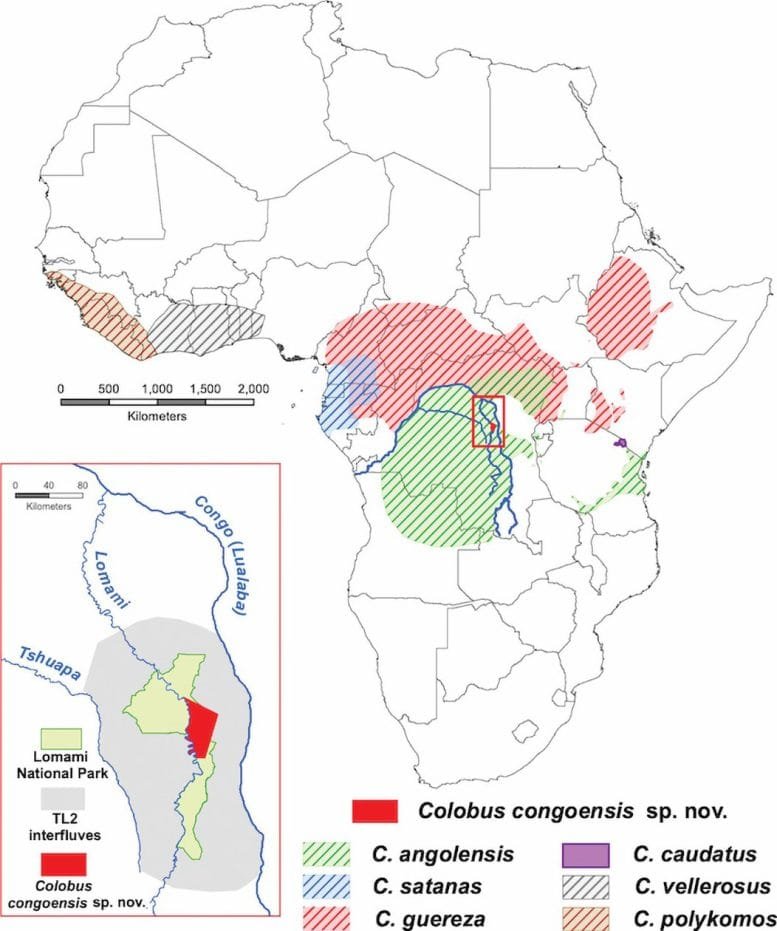 Colobus Congoensis Map
