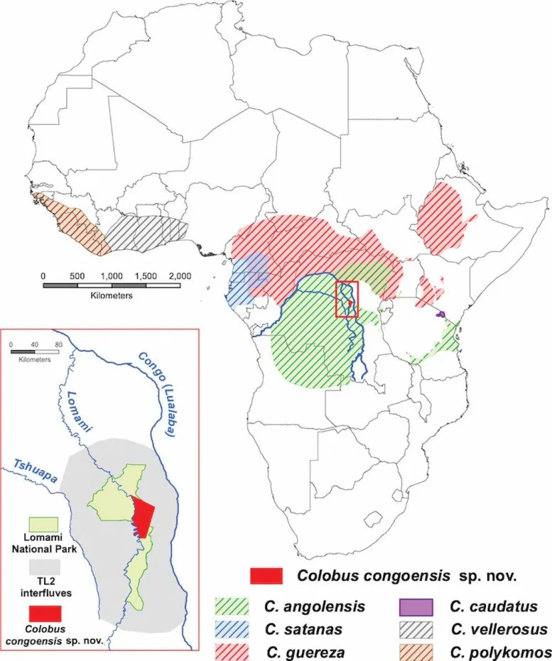 Map of Colobus congoensis. Credit: John Hart, Lukuru Wildlife Research Foundation.