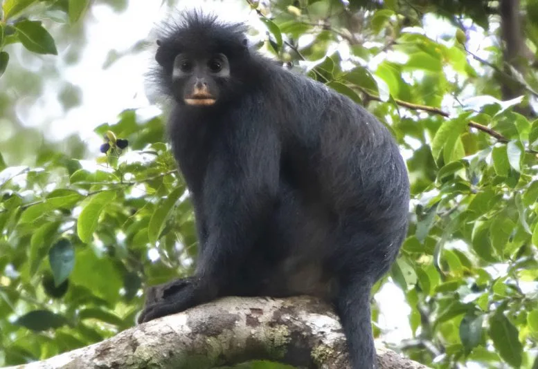 A photograph of Colobus congoensis, whose common name is the local vernacular name “likweli.” Credit: Daniel Rosengren.