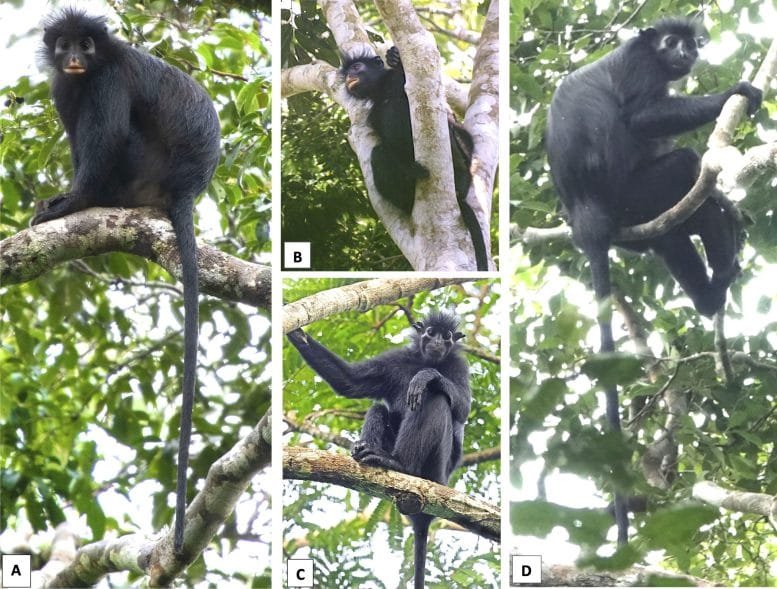 Colobus Congoensis and C. satanas in Life