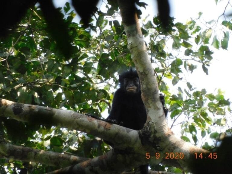 Novo macaco do Congo é identificado como nova espécie