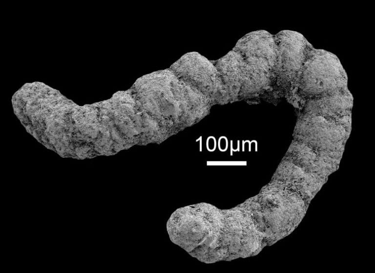 Estudo revela impacto de excrementos na evolução marinha