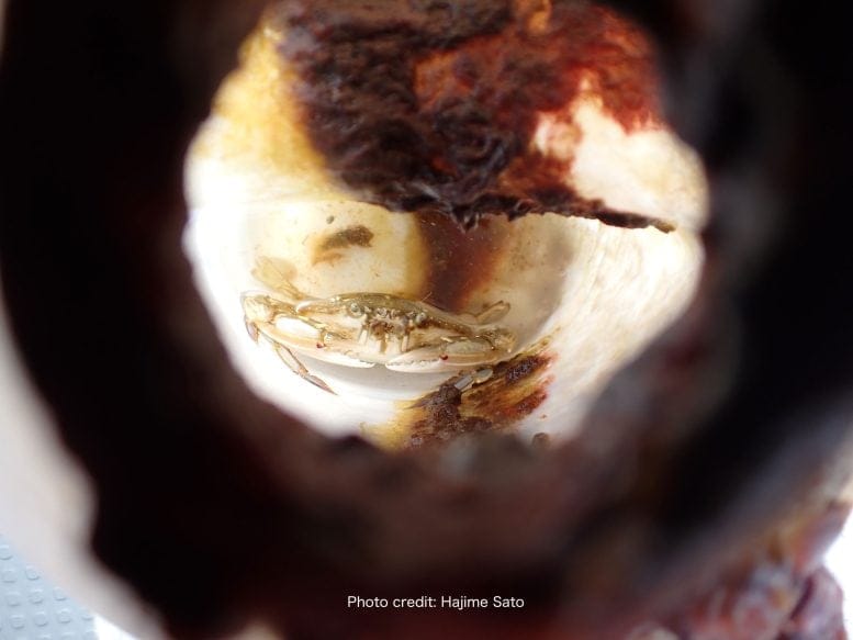 Crab Entrapped Inside a HDPE Bottle
