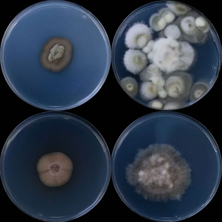 Universidade de Michigan descobre ecossistema de fungos subterrâneos