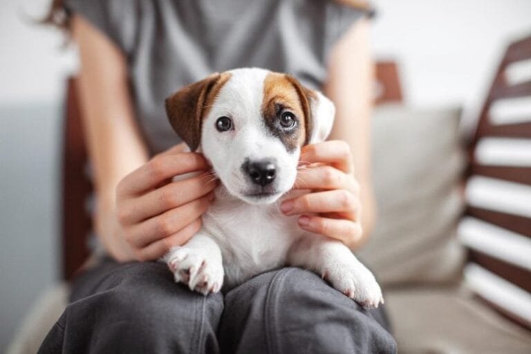 Estudo revela semelhanças metabólicas entre cães e humanos