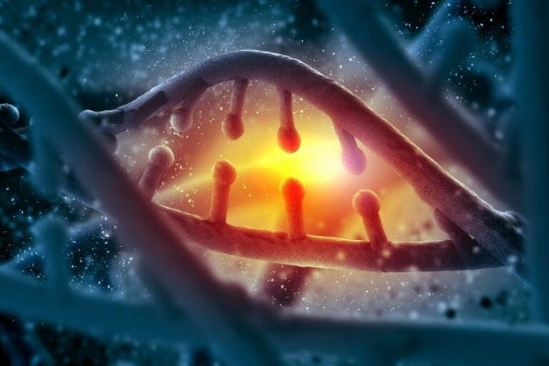 Estudo revela impacto de gene TBX5 em defeitos cardíacos