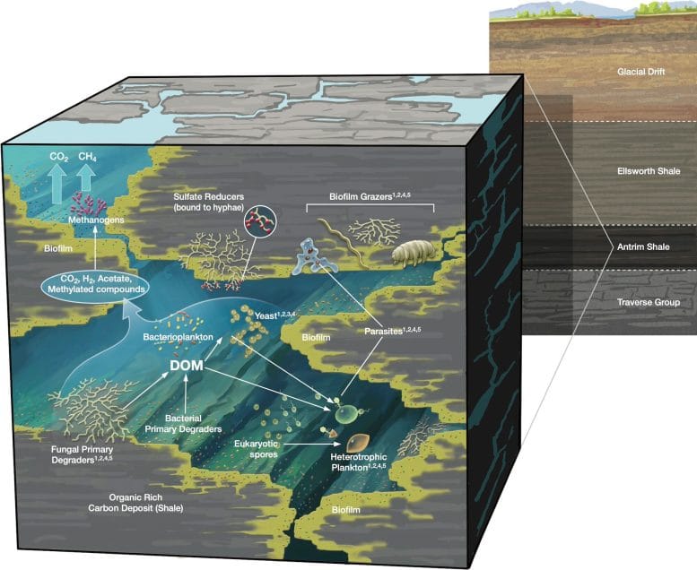 Deep Subsurface Microbial Ecosystem Diagram