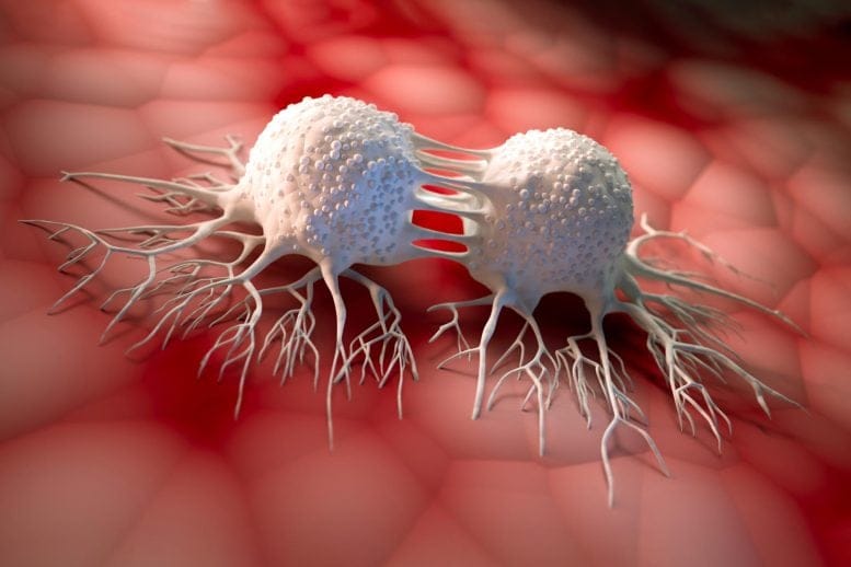 Dividing Cancer Cells