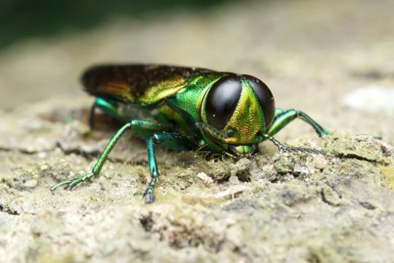 Besouro verde metálico ameaça árvores de freixo no Texas