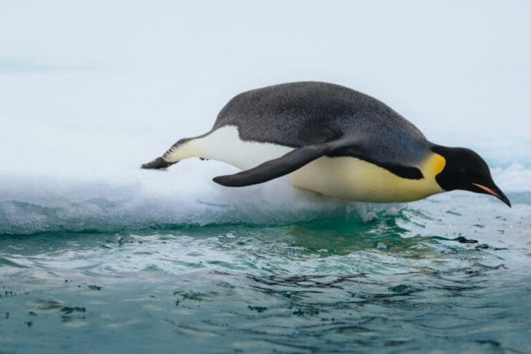 Fósseis de pinguins de 55 milhões de anos revelam clima da Antártica