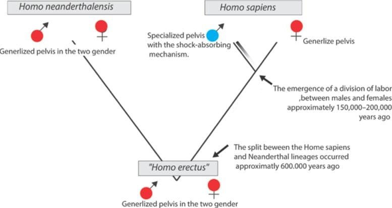 Evolution of the Human Pelvis