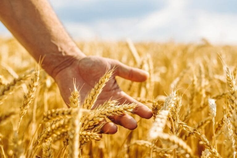 Estudo revela fatores ambientais na origem da agricultura