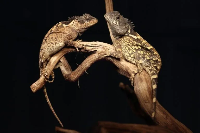 Cientistas descobrem nova espécie de lagarto na Tailândia