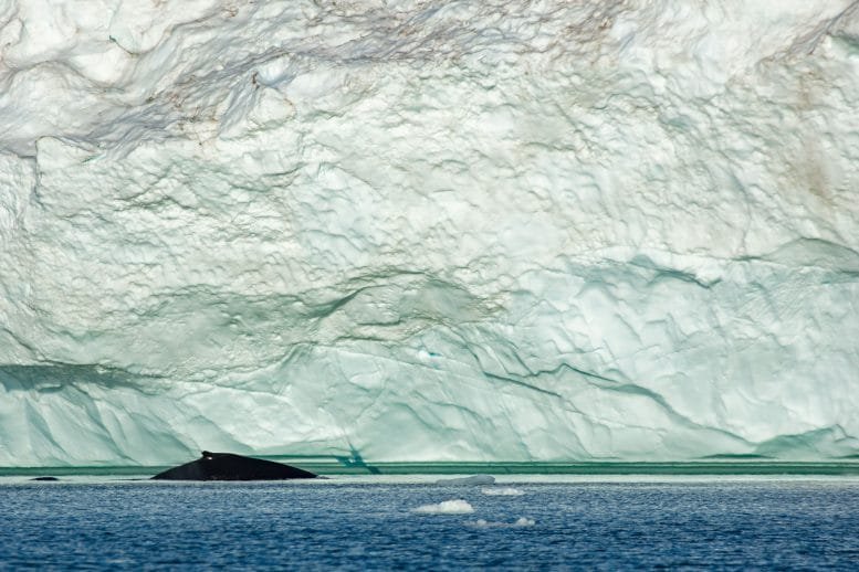 Fin Whale 3