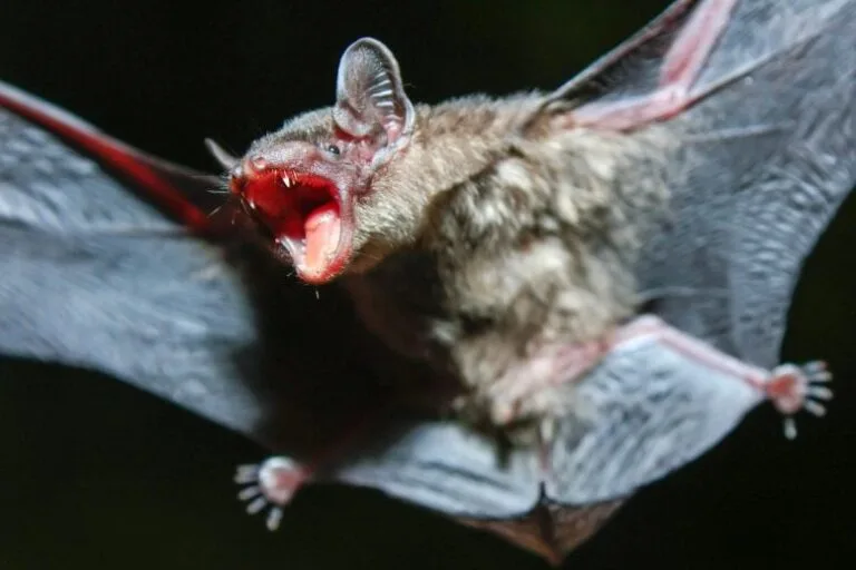 Morcegos possuem sistema imunológico inédito em mamíferos