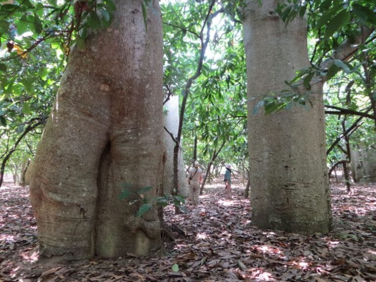 Pesquisadores identificam nova espécie de baobá em Madagascar