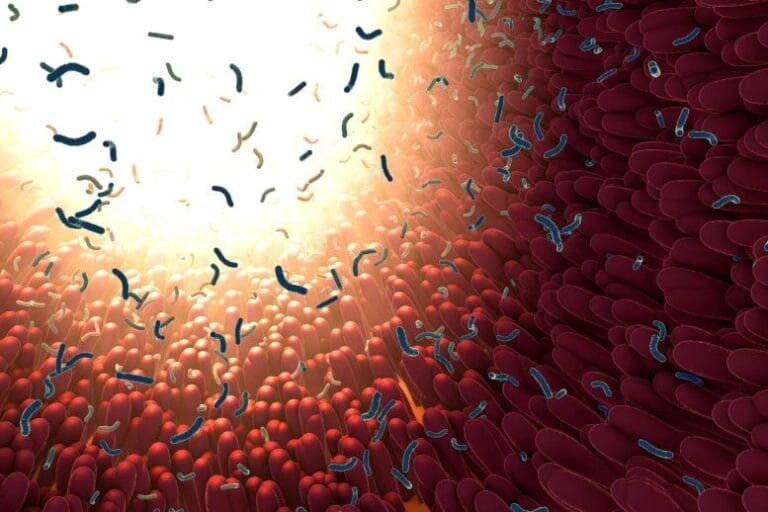 Estudo revela que bactérias intestinais podem consumir mucosa