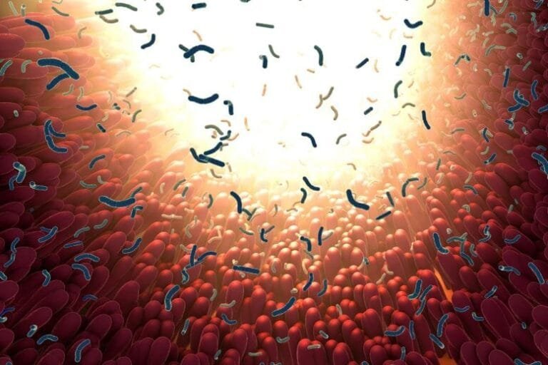 Bactérias intestinais transformam nitrato e ferro em benefícios à saúde