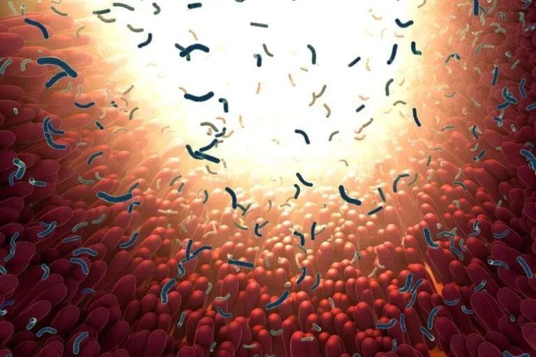 Bactérias intestinais transformam nitrato e ferro em benefícios à saúde