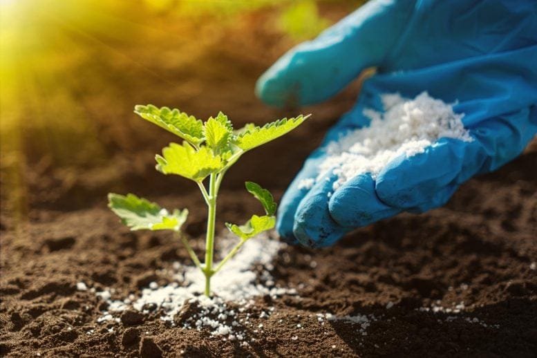 Hand Holding Fertilizer Organic Farming