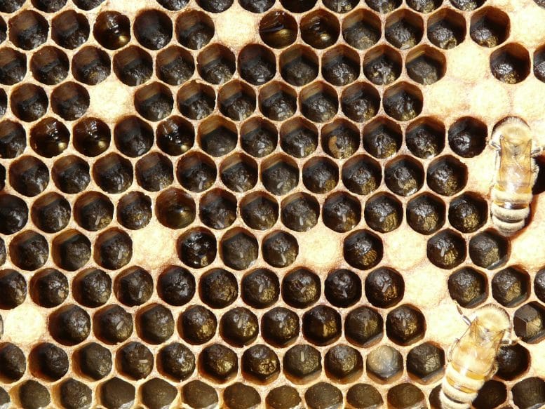 Honeybee Eggs in Hive Comb Cells