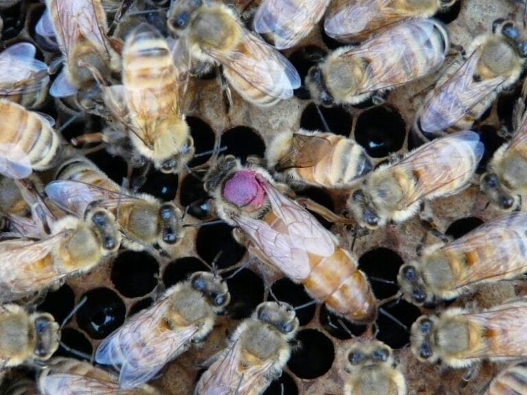 Rainhas de abelhas podem transferir pesticidas para a prole
