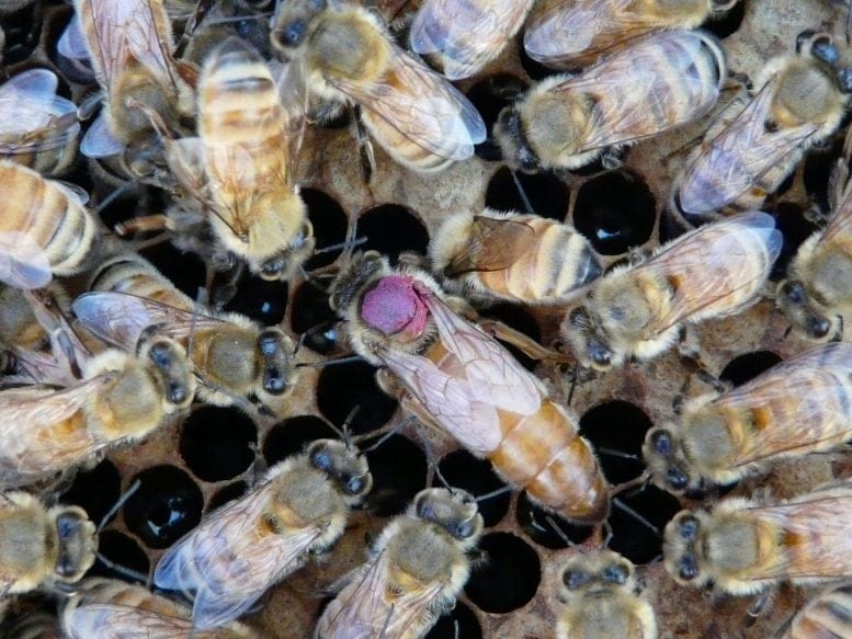 Honeybee Queen Surrounded by Her Retinue
