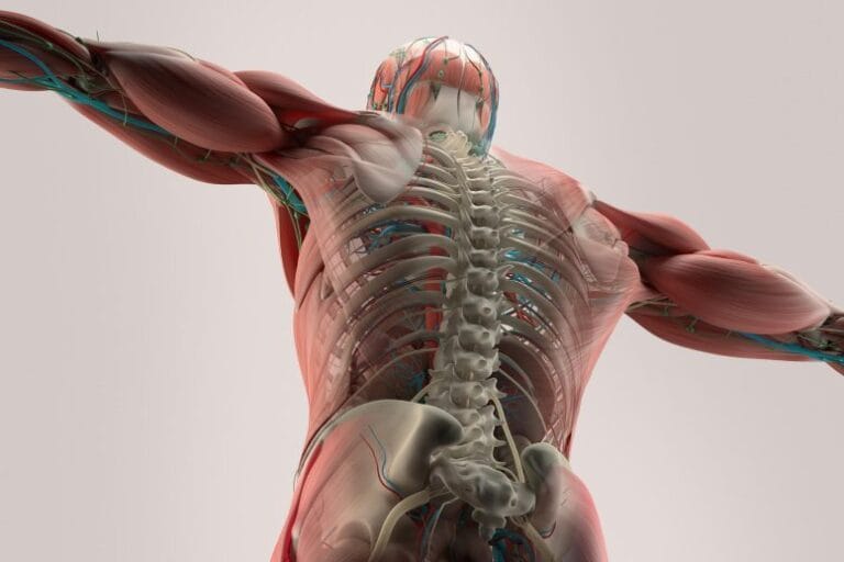 Estudo questiona recomendações de exercícios para saúde óssea